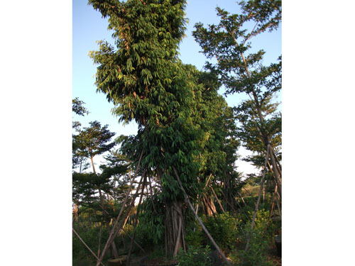 柳叶榕